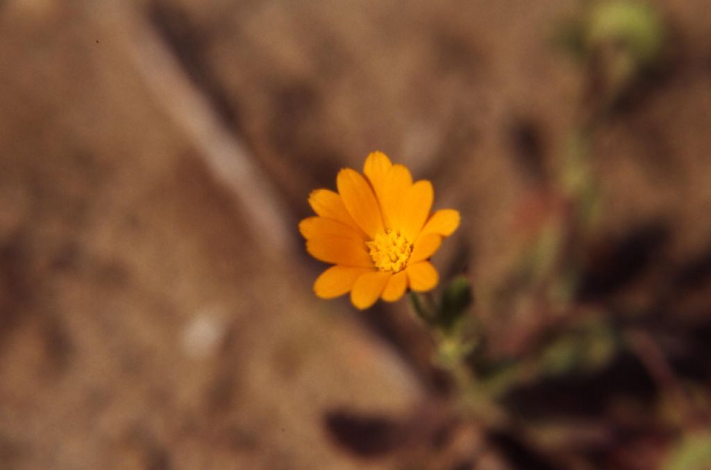 Pianta da determinare (58) - Calendula sp.